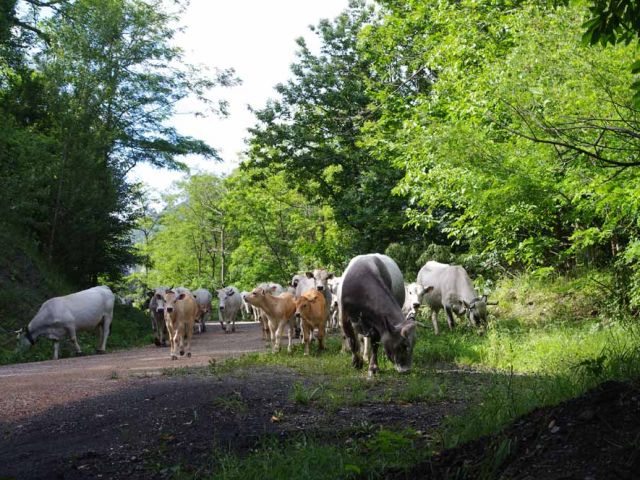 Un des plaisirs de la transhumance, c'est manger en route.