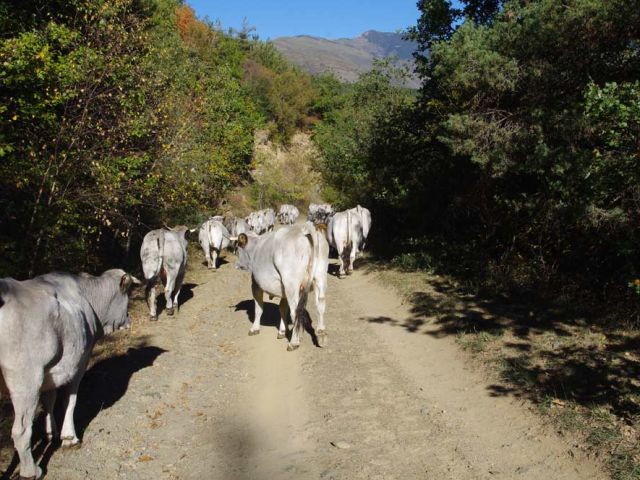 30 octobre 2016 : nous, on rentre ! ... même si le "chef" n'est pas content. Lui, il aimerait qu'on reste là-haut à manger l'herbe de la montagne. Mais, ce qu'il ne sait pas, c'est qu'il va faire très mauvais d'ici quelques jours.