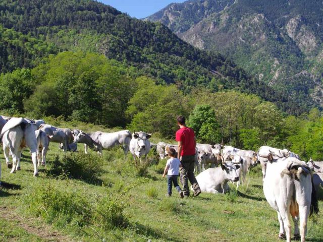 25 mai 2017 : c'est le printemps, il a plu, il fait beau, l'herbe pousse, tout le monde est content !