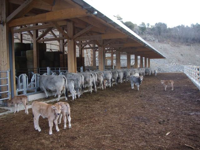 Et puis chacune a son assiette et tout le monde mange. Oui, parce que, les vaches, parfois, sont aussi bêtes que les humains : les dominantes qui ont pourtant leur "assiette" ont tendance à aller embêter les dominées et les empêcher de manger. Avec les cornadis suédois, l'éleveur peut leur imposer de ne pas changer de place.