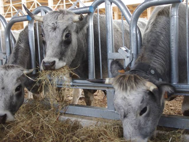 Là, vous voyez bien la barre qui revient au dessus du cou de la vache et qui va servir à l'obliger à rester à sa place si l'éleveur le décide. Au choix, il peut bloquer un groupe ou une seule vache. Intéressant quand on veut soigner, reboucler, isoler une bête à corne en particulier.