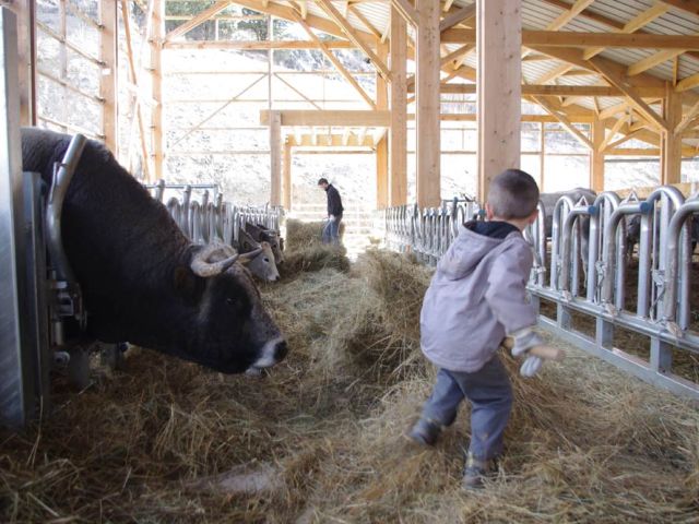 D'une façon générale, un confort de travail pour l'éleveur. Tristan, qui aide souvent son papa, aime bien son copain P'tit Louis ... le gros taureau qui le lui rend bien !