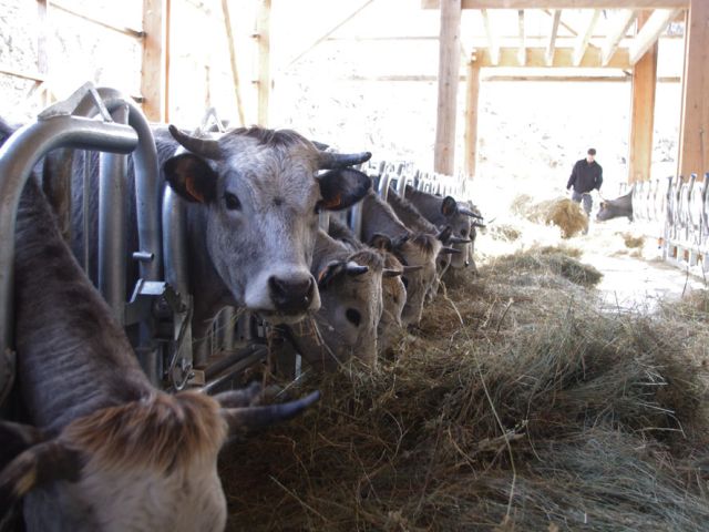 Même organisation avec les velles, les toutes jeunes demoiselles. Côté droit, ce sont les boxes des veaux à l'engraissement. Quelques mois avant de terminer dans votre assiette à vous, les veaux arrêtent de courir partout afin que votre beefsteack soit tendre.