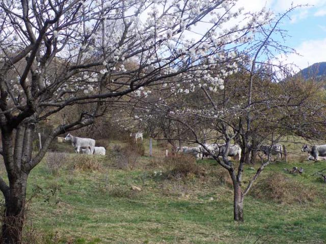 Outre enlever le bois mort et éclaircir les branches dans les arbres trop "chargés", il s'agit aussi d'améliorer la cohabitation entre les bêtes à cornes de l'éleveur Guillaume et les fruitiers : petit à petit, "remonter" les branches, ainsi faire en sorte que les vaches ne puissent plus "tailler" à leur manière !