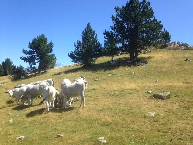 Et oui, les vaches sont des êtres sociaux, qui aiment le sel ... et la compagnie, néanmoins avec une distance ! Et Mesdames et Messieurs les touristes, sachez respectez cette "convention" de bienséance, d'abord pour votre sécurité.