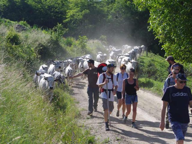 A défaut de photos de la transhumance retour, voici le départ de la transhumance aller en juin.