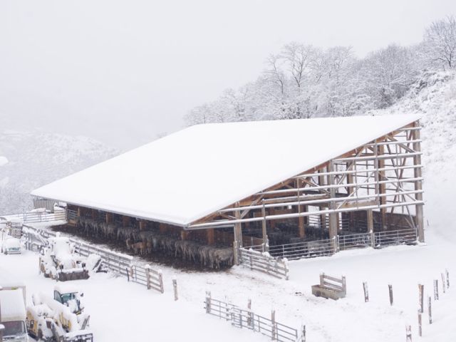 Hier, enfin la neige ! Au chaud, tout est toujours relatif ... n'empêche, ces dames peuvent manger au sec. Et, comme dit Guillaume l'éleveur, "ce sera encore mieux demain", lorsque nous aurons terminé les bardages.