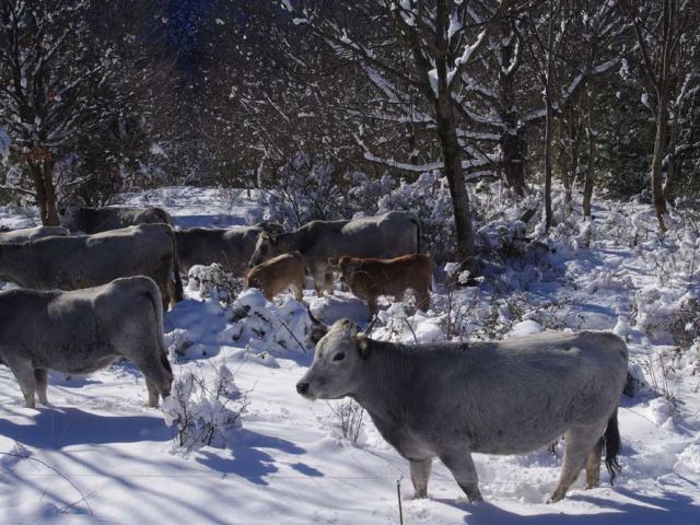 La panse pleine, au grand air, au soleil ... la vache, quel pied ! Une pensée très sincère pour toutes celles et ceux qui n'ont pas notre chance ...