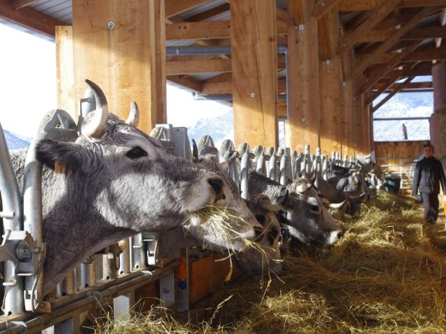 C'est bon, le foin ... pour une vache ! Hier matin, leur premier repas au bâtiment, neige oblige, sous l'oeil avisé de la nouvelle génération bipède.